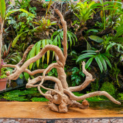 Racine araignée rouge 50 à 80 cm WYSIWYG | JungleBox