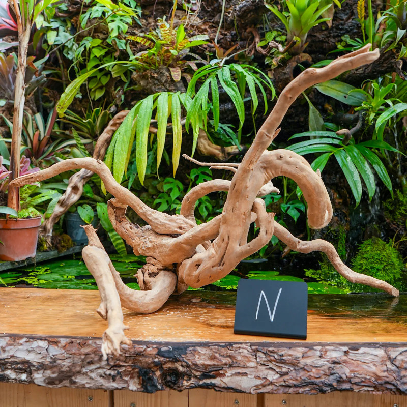 Racine araignée rouge 50 à 80 cm WYSIWYG | JungleBox