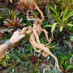 Racine araignée rouge 50 à 80 cm WYSIWYG | JungleBox