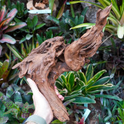 Racine Sinknature 40-60 cm WYSIWYG pour Terrarium Tropical