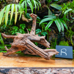 Racine Sinknature 40-60 cm WYSIWYG pour Terrarium Tropical