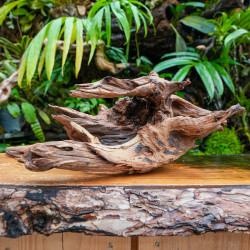 Racine Sinknature 40-60 cm WYSIWYG pour Terrarium Tropical