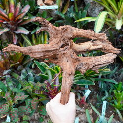 Racine Sinknature 40-60 cm WYSIWYG pour Terrarium Tropical