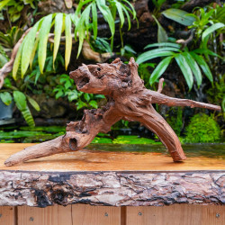 Racine Sinknature 40-60 cm WYSIWYG pour Terrarium Tropical