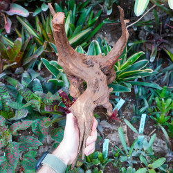 Racine Sinknature 40-60 cm WYSIWYG pour Terrarium Tropical