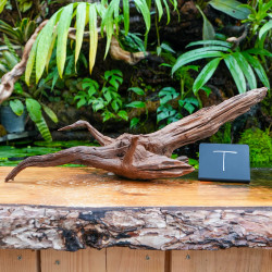 Racine Sinknature 40-60 cm WYSIWYG pour Terrarium Tropical
