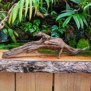 Racine Sinknature 40-60 cm WYSIWYG pour Terrarium Tropical