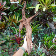 Racine Sinknature 40-60 cm WYSIWYG pour Terrarium Tropical