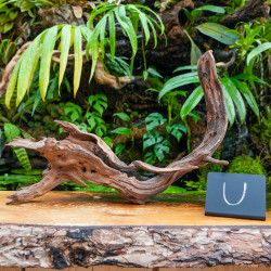 Racine Sinknature 40-60 cm WYSIWYG pour Terrarium Tropical
