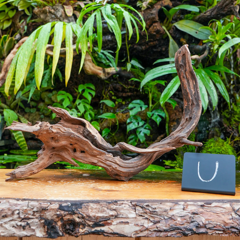 Sinknature Root – Natural Terrarium Wood | JungleBox