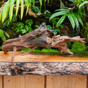 Sinknature Root – Natural Terrarium Wood | JungleBox