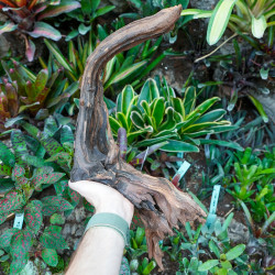 Racine Sinknature 40-60 cm WYSIWYG pour Terrarium Tropical