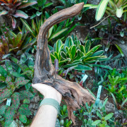 Sinknature Root – Natural Terrarium Wood | JungleBox