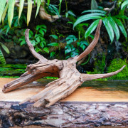Racine Sinknature 40-60 cm WYSIWYG pour Terrarium Tropical