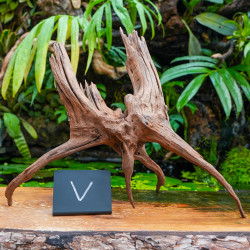 Racine Sinknature 40-60 cm WYSIWYG pour Terrarium Tropical