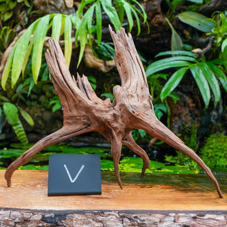 Racine Sinknature 40-60 cm WYSIWYG pour Terrarium Tropical