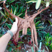 Racine Sinknature 40-60 cm WYSIWYG pour Terrarium Tropical