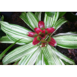 Nidularium 'Lineatum' – Broméliacée panachée | JungleBox