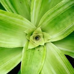 Nidularium 'Lineatum' – Broméliacée panachée | JungleBox