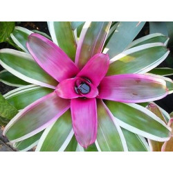 Neoregelia 'Franca' – Broméliacée rose terrarium | JungleBox