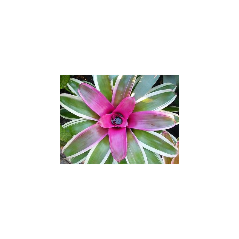 Neoregelia 'Franca' – Broméliacée rose terrarium | JungleBox