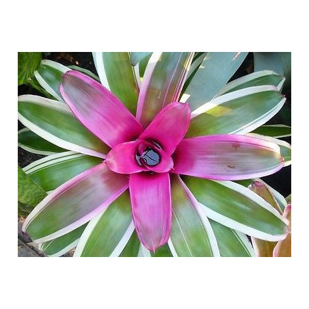 Neoregelia 'Franca' – Broméliacée rose terrarium | JungleBox
