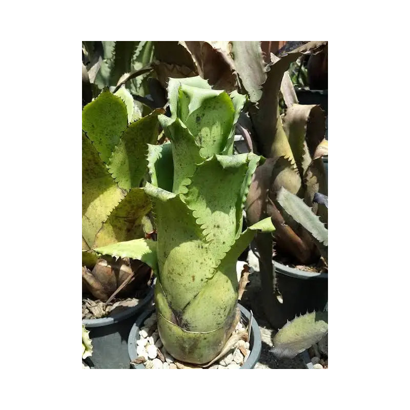 Hohenbergia magnispina – Rare Bromeliad | JungleBox