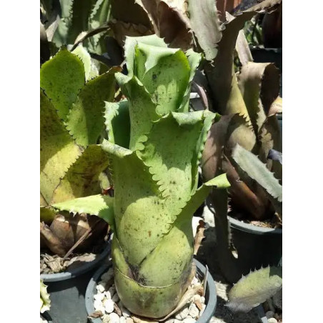 Hohenbergia magnispina – Rare Bromeliad | JungleBox