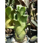 Hohenbergia magnispina – Rare Bromeliad | JungleBox