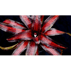 Neoregelia 'Peviento' – Broméliacée sombre | JungleBox