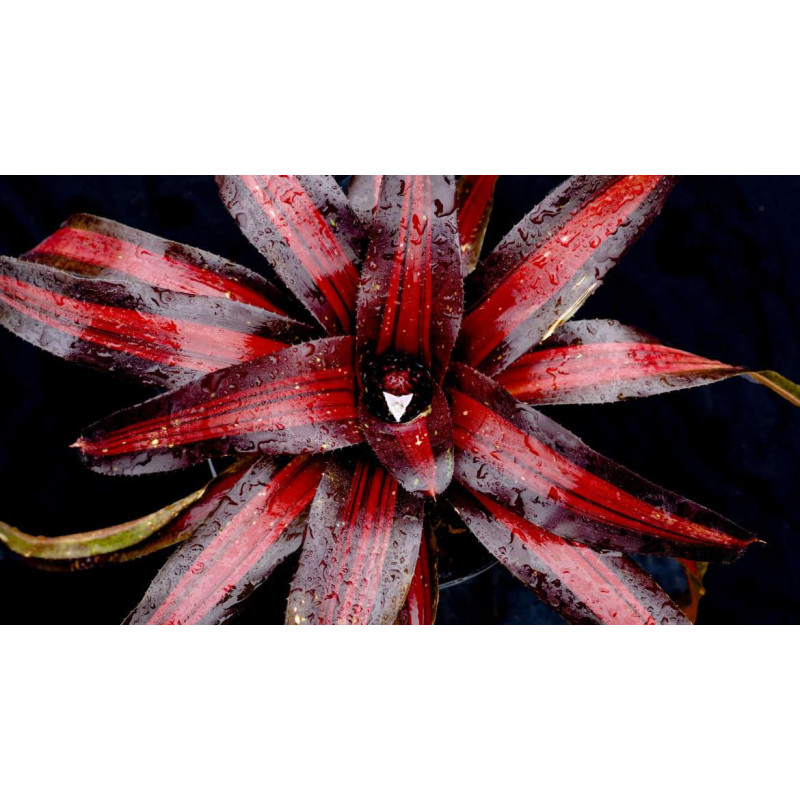 Neoregelia 'Peviento' – Broméliacée sombre | JungleBox