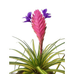 Tillandsia cyanea variegata pour collection et décoration pour votre intérieur