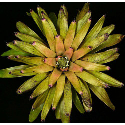 Neoregelia laevis