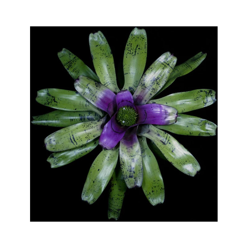 Neoregelia concentrica 'Plutonis' – Broméliacée pourpre | JungleBox