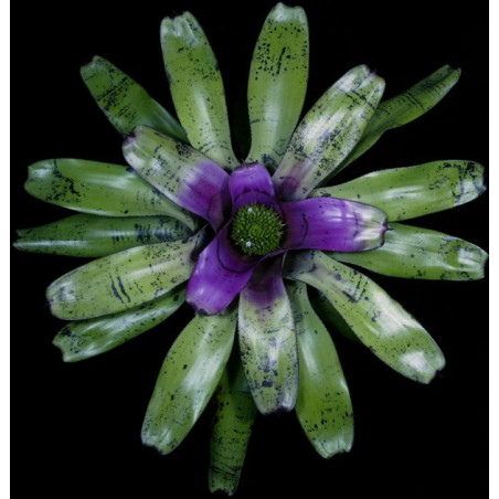 Neoregelia concentrica 'Plutonis' – Broméliacée pourpre | JungleBox