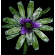 Neoregelia concentrica 'Plutonis' – Broméliacée pourpre | JungleBox