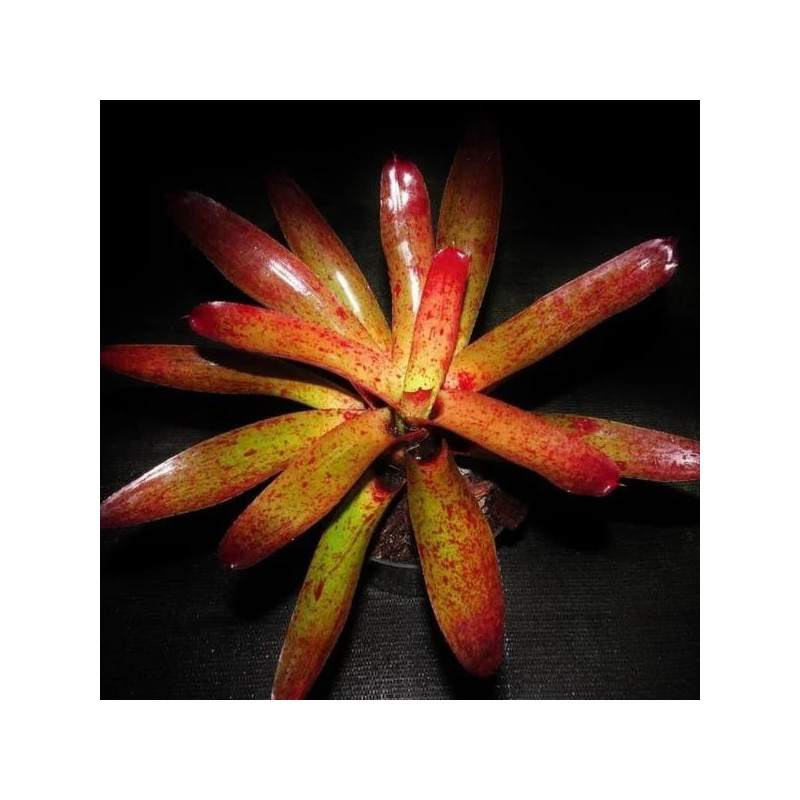 Neoegelia camorineana Red giant
