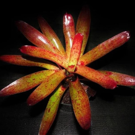 Neoegelia camorineana Red giant