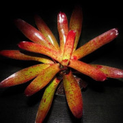 Neoegelia camorineana Red giant