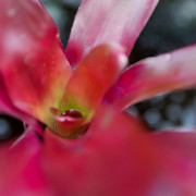 Neoregelia 'Fuego Ancho'compacta | Broméliacée | JungleBox