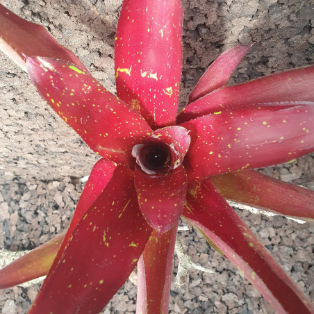 Neoregelia fuego ancho var.giant| Bromeliad | JungleBox