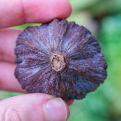 Gousse de lotus mini