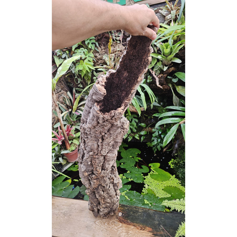 Tronc de liège 70–80 cm Ø20 cm pour terrarium | JungleBox