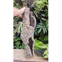 Tronc de liège 70–80 cm Ø20 cm pour terrarium | JungleBox