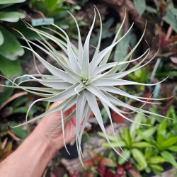 Tillandsia albida – Broméliacée épiphyte rare | JungleBox