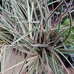 Tillandsia cyanea en fleur pour collection et décoration pour votre intérieur