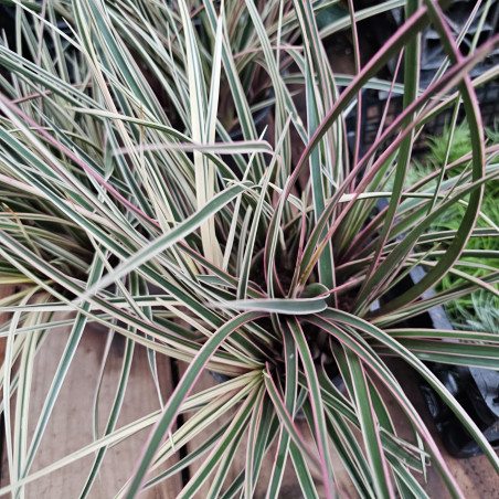 Tillandsia cyanea en fleur pour collection et décoration pour votre intérieur