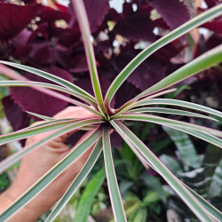Tillandsia cyanea en fleur pour collection et décoration pour votre intérieur