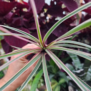 Tillandsia cyanea en fleur pour collection et décoration pour votre intérieur