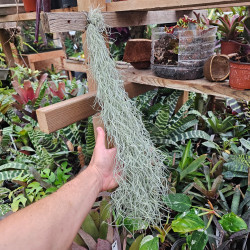 Tillandsia usneoides 50–60 cm – Mousse espagnole | JungleBox
